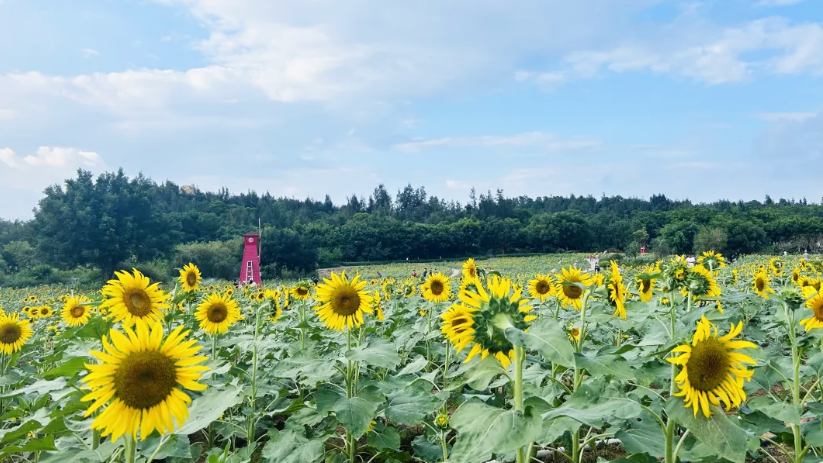 1697184687819930.png 香山向日葵1.png